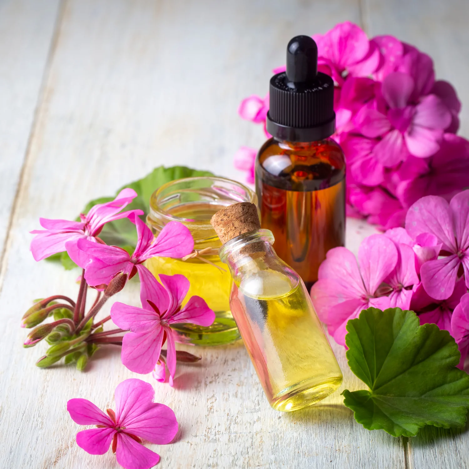 Premium Pure Geranium Essential Oil Extraction